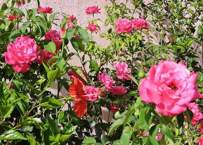 奥利斯通梅斯公寓酒店 4* Vlachata